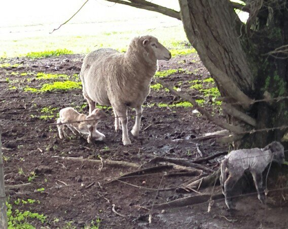 zapzap77's tweet photo. You can bet money on it when the weather turns crap the lambs start dropping #earlyarrivals #lambing2019 #rainydays #farmlife #farmingtasmania https://t.co/g0k3DisUnY