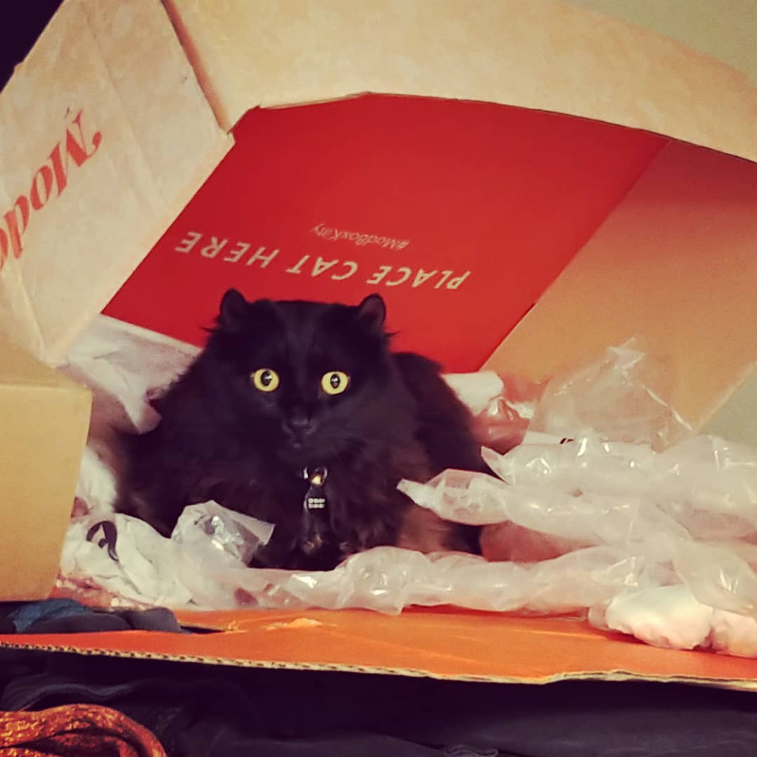 KariFlickinger's tweet photo. #ModBoxKitty https://t.co/OK12er31XI