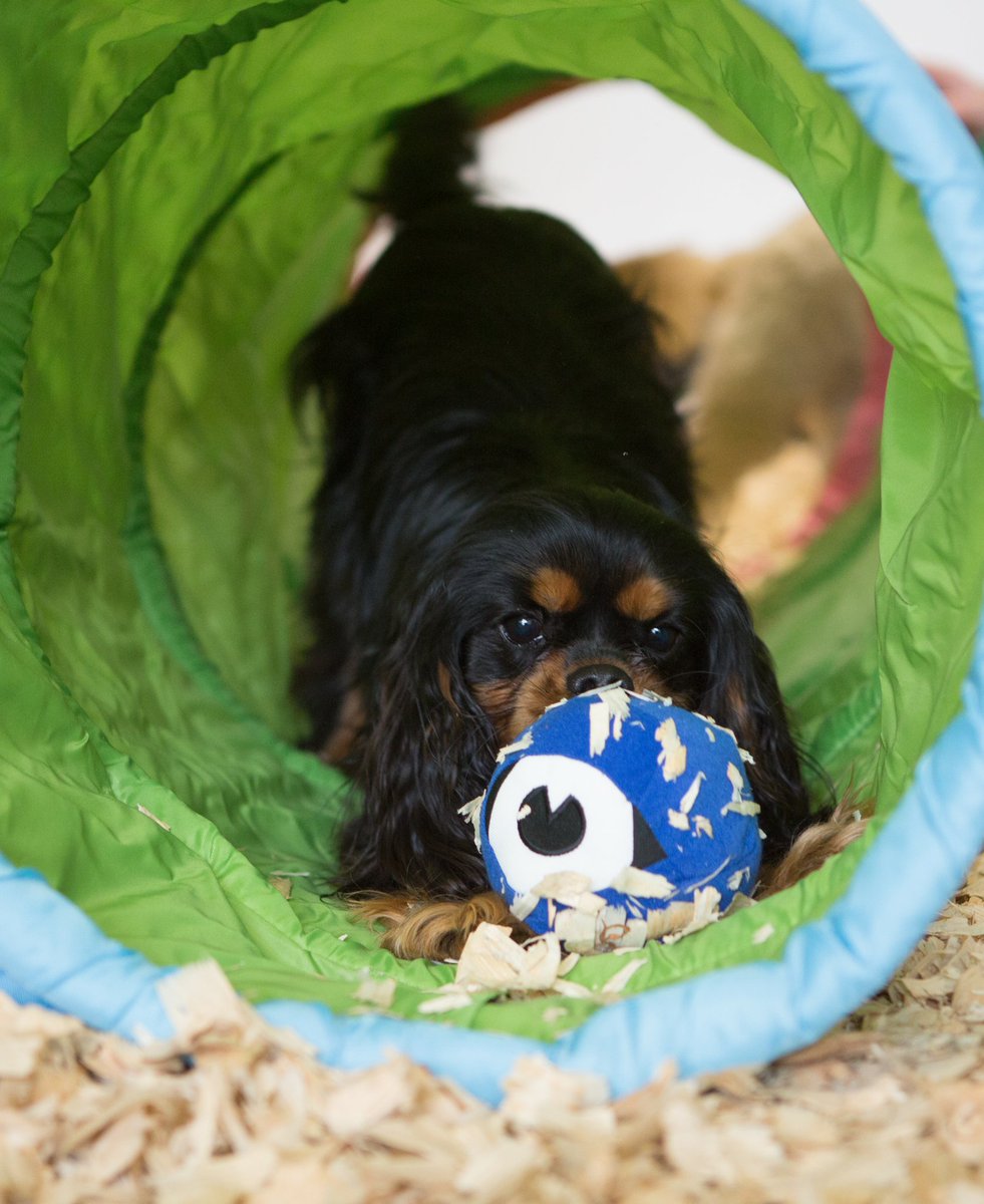 canineadvisory's tweet photo. #Albiehavingfun #doggydaycare https://t.co/Qz7Zv9ahGW