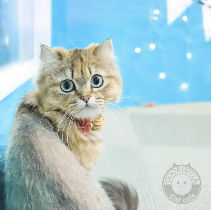 猫喫茶 空陸家 新小岩店 全国の猫さんスポットや猫豆知識紹介の 猫スポ