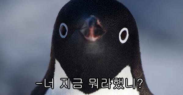 Everyday.Penguin On Twitter: 