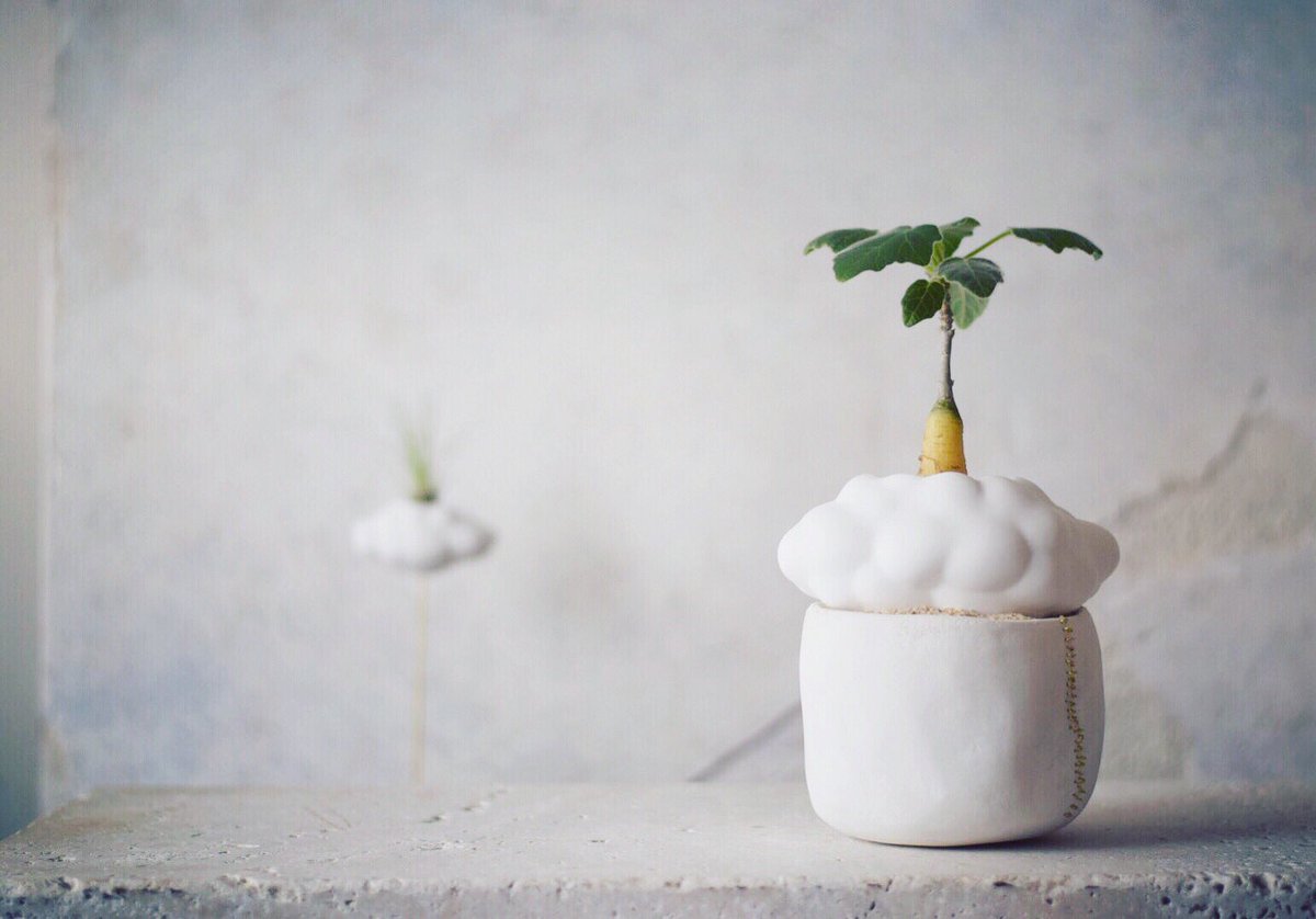 echidnaearth's tweet photo. Clouds that came down to the ground to play in my atelier

 However, if you are on the ground for so long, you will forget to fly and you will not be able to fly.
 Is it proof that you became a friend on earth?
 Plants also grow from my body and I gradually forget that I was a https://t.co/QwqmTqJTgV