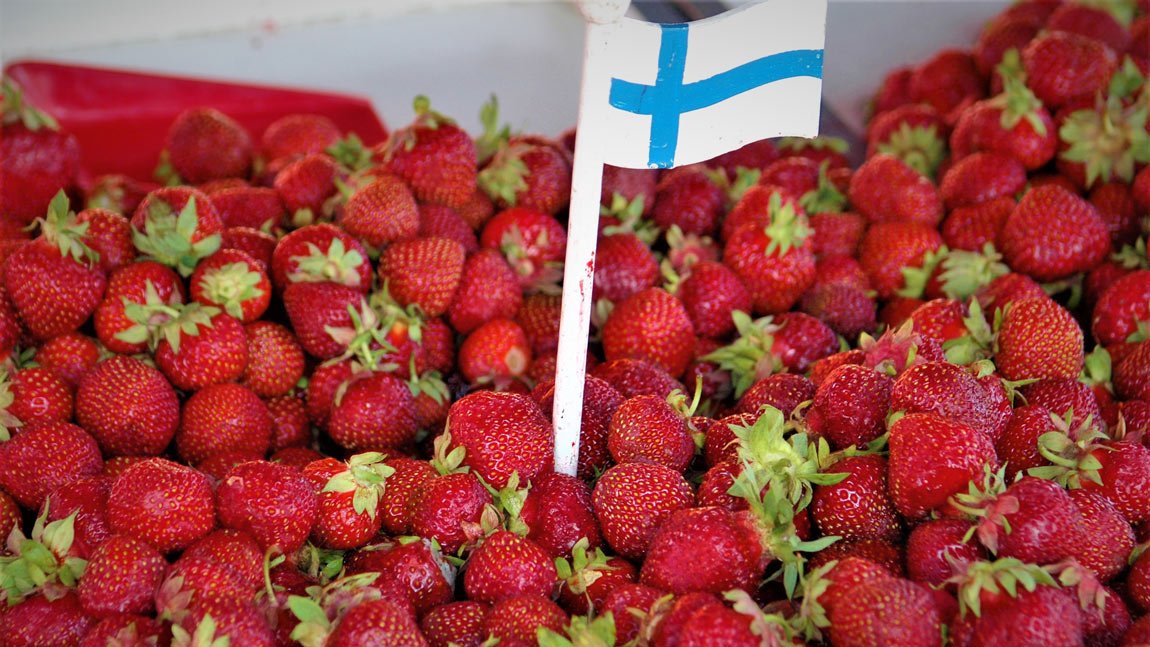 thisisFINLAND's tweet image. The great Finnish strawberry season has arrived! MT @foreignerfi: “Delicious!” This is the most often heard valuation when someone tastes #Finnish strawberries for the first time. So, why are they so tasty and juicy and where you can get this delicacy? foreigner.fi/articulo/lifes…