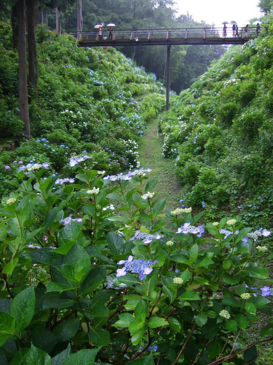 unknown001z's tweet photo. 2019.6.29
栃木県大田原市
くろばね紫陽花まつり

1,2枚目
名機(※当時の)
FujiFilm FinePix F31fd
2006年発売

古くても富士はいい！

3枚目
NEX-6＋MC55/1.9

花より、団子より、あんみつ！

#オールドコンデジ
#FujiFilm
#Finpix
#F31fd
#大田原市
#黒羽
#紫陽花まつり https://t.co/3bbqhIHV0M