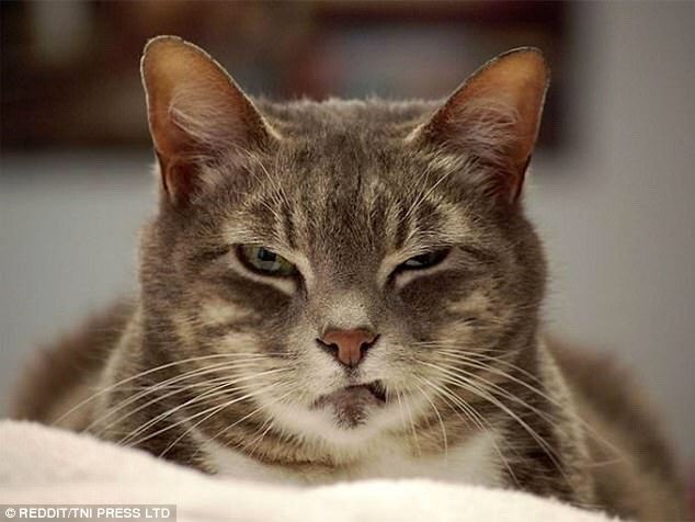Thinks angry thoughts. 
He is an angry cat.
