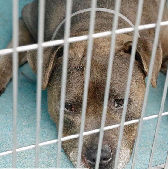 Lilithmyers97's tweet photo. 🚨#Senior Alert ID#A5290736 9 yrs #Pitbull meet Clyde He came into the bp shelter on 6/16 as a stray when no one is looking the frosted face Clyde lays flat on the floor looking defeated with his watery eyes, Whimpering . Pls help me find Clyde a loving forever home https://t.co/D7PsPprkxe