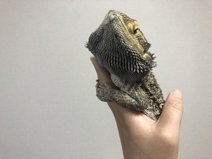 ふとあごのtwitterイラスト検索結果