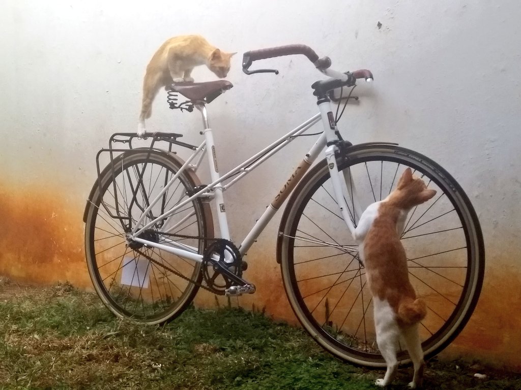 We have the best final inspection officers, period.
#shopcats #bersepedaJKTDPS