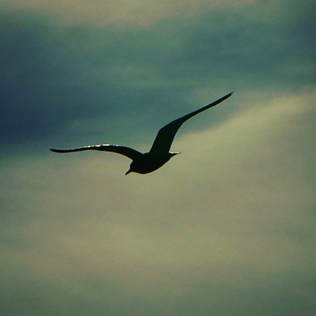 pascaltshibanda's tweet image. "Birds symbolize freedom of thinking, our hopes and deeper connections." 🇸🇪📷 #sustainability #leadership #deepecology #daretobedifferent #swedishmoments