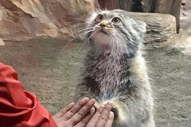 マヌルネコが可愛い 特徴と生態 人間との関係 魅力とは 副業のススメ