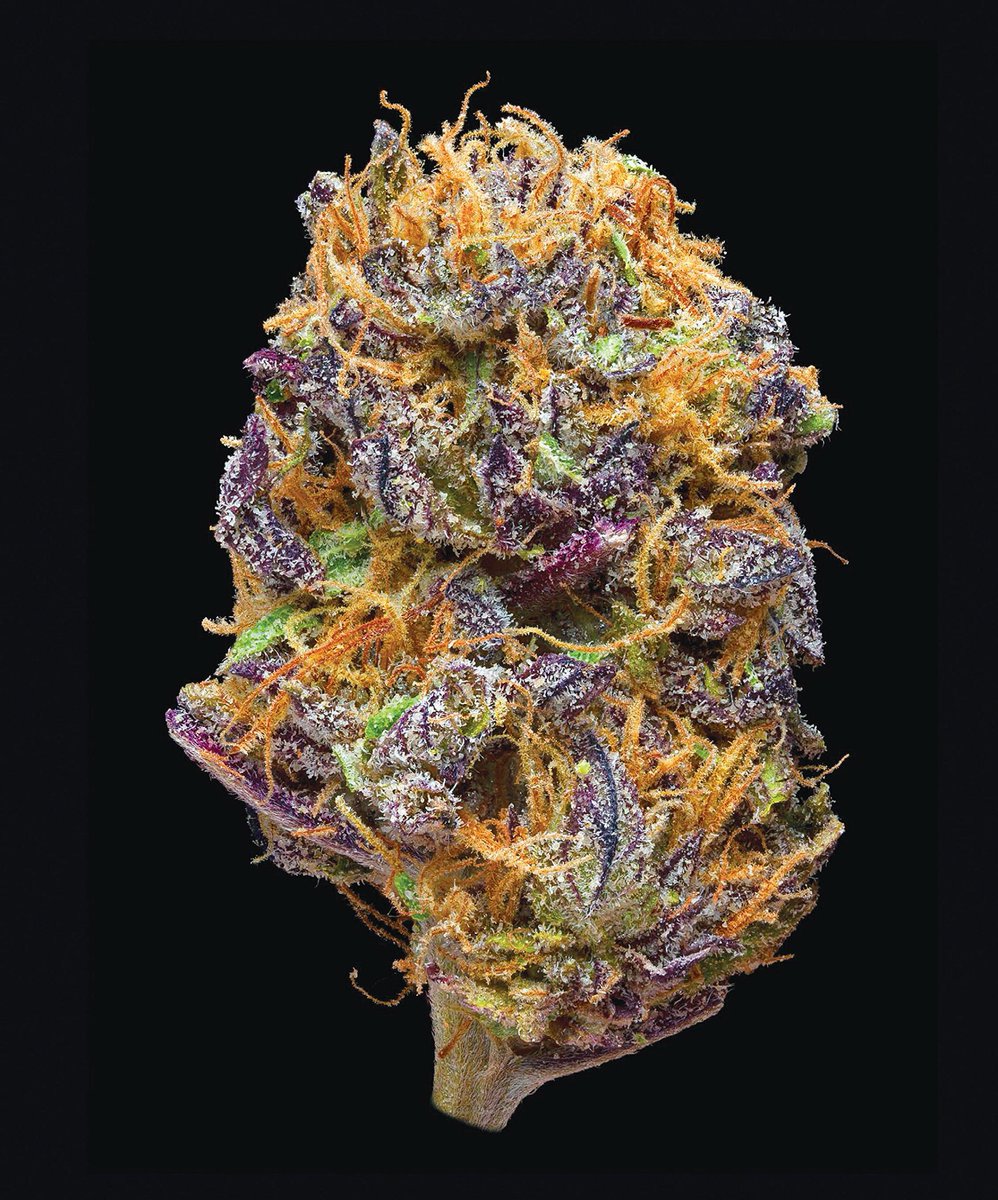Yang yang: Purple HazeThis sativa was popularized by Jimmy Hendrix in 1967 and is super loved today. This strain awakens creativity and blissful contentment with aromas of sharp spice and berry. It tastes sweet and earthy and mirrors the old soul I see in yang yang all the time.