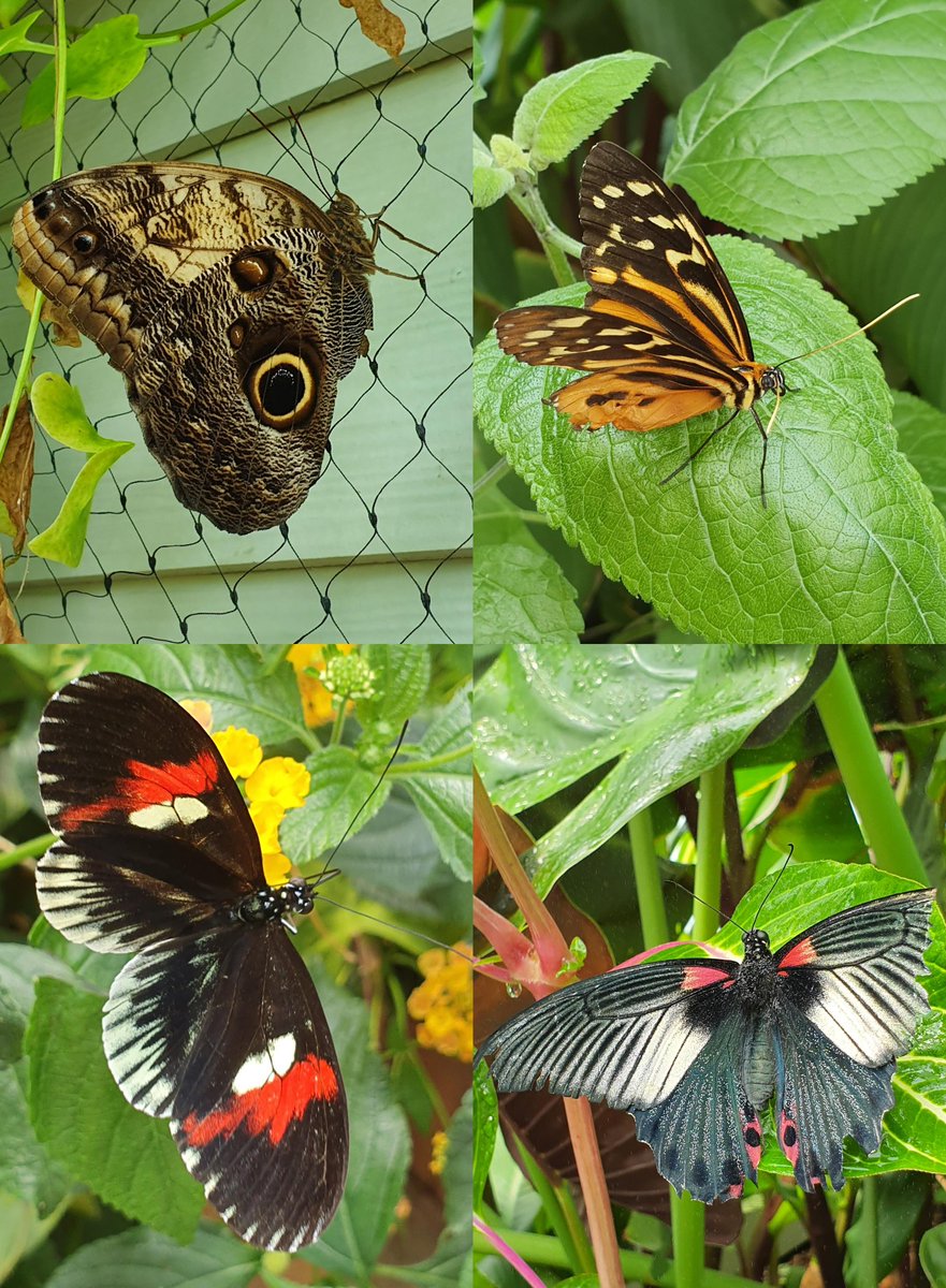 davepearce_uk's tweet image. #Jerseyzoo @JerseyZoo Amazing Day #zoo