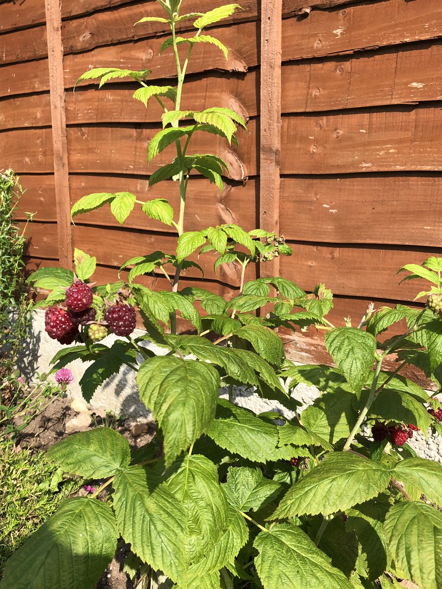 Pleased to say that when <a href="/BrunoDietitian/">Bruno</a> gave me a raspberry cane from his allotment it wasn’t served a total death sentence #success #justcallmemothernature
