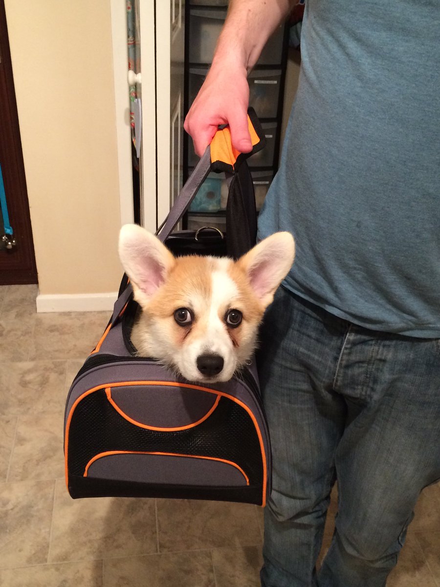 CorgiDyllan's tweet image. Um, am I cleared for hand luggage, daddy?