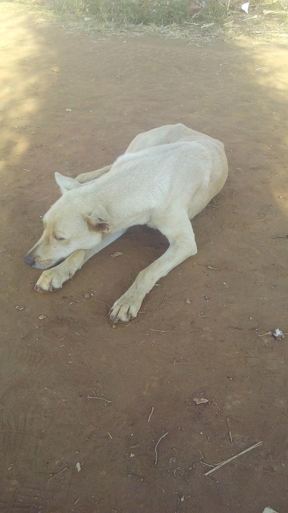 Mudi Boy255 tweet media