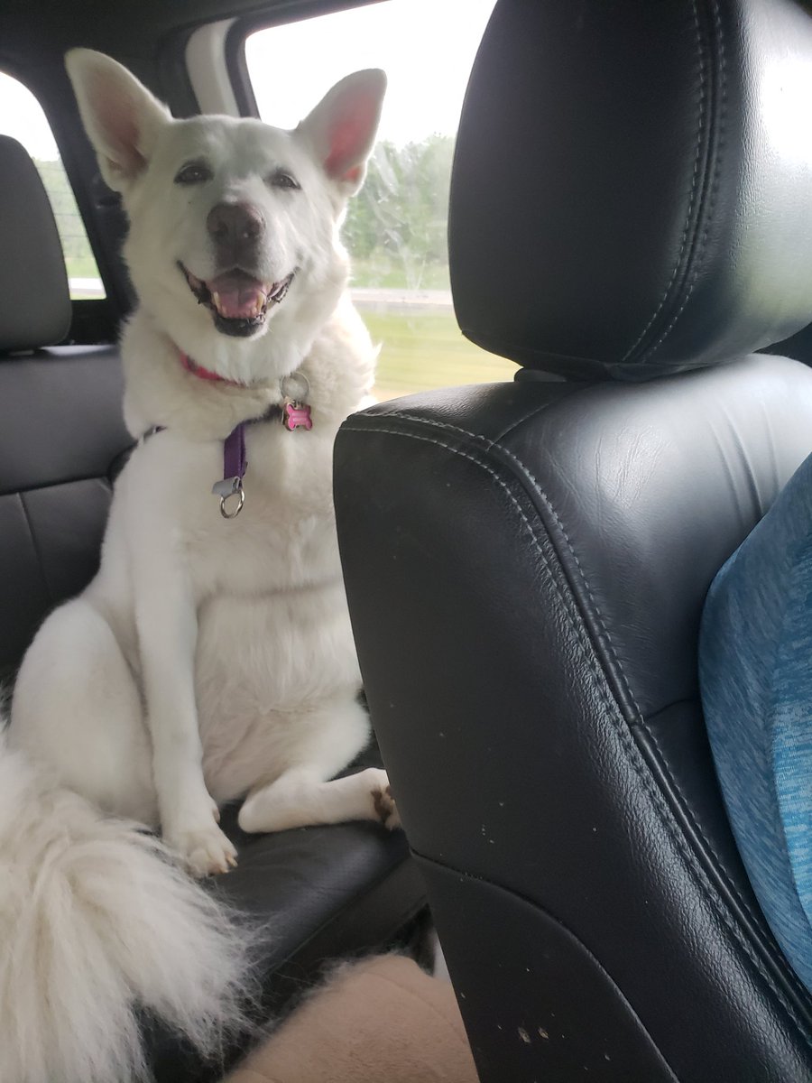 Feelings kind cute sitting likes a people,  might delete laters. Idk #rescuedog