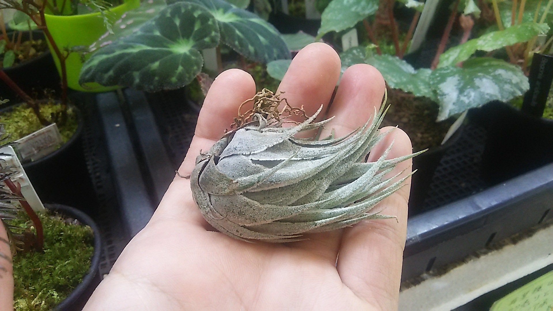 Nature Garden商品宣伝部 on X: