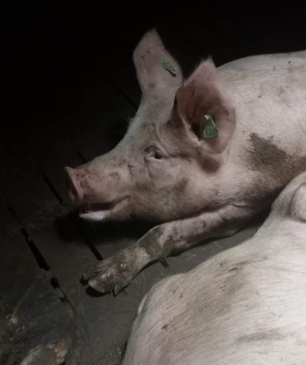 HAPPENING RIGHT NOW IN IRELAND!

Meat the Victims Ireland have entered a pig farm where conditions found have been horrific! Please follow #MeatTheVictims and #MeatTheVictimsIRE to see the live updates!

Well done to every activist taking peaceful direct action for these pigs 🙏