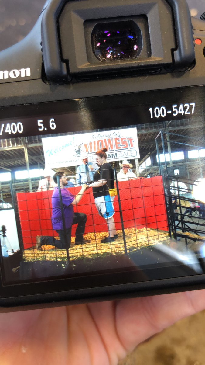 MidwestSale's tweet photo. You just never know what you’ll go home with at a sheep sale #MWSRS2019 https://t.co/LWElqc2S2f