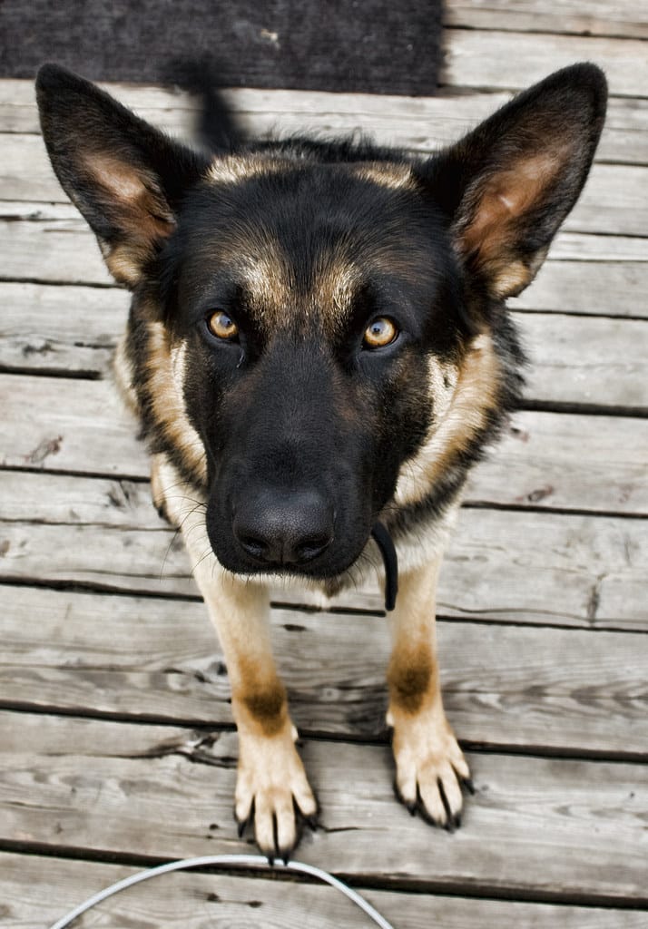 Doggie Fun Fact - 20. A German shepherd seeing-eye dog named Orient led his human Bill Irwin over the 2100-mile hike through the Appalachian Trail. Irwin was the first blind man to make the journey.

#dogs #cats <a href="/STESA_org/">STESA.org</a> #service animals <a href="/STESAofNV/">STESA.org of NV</a> <a href="/STESAofCA/">STESA.org of CA</a>