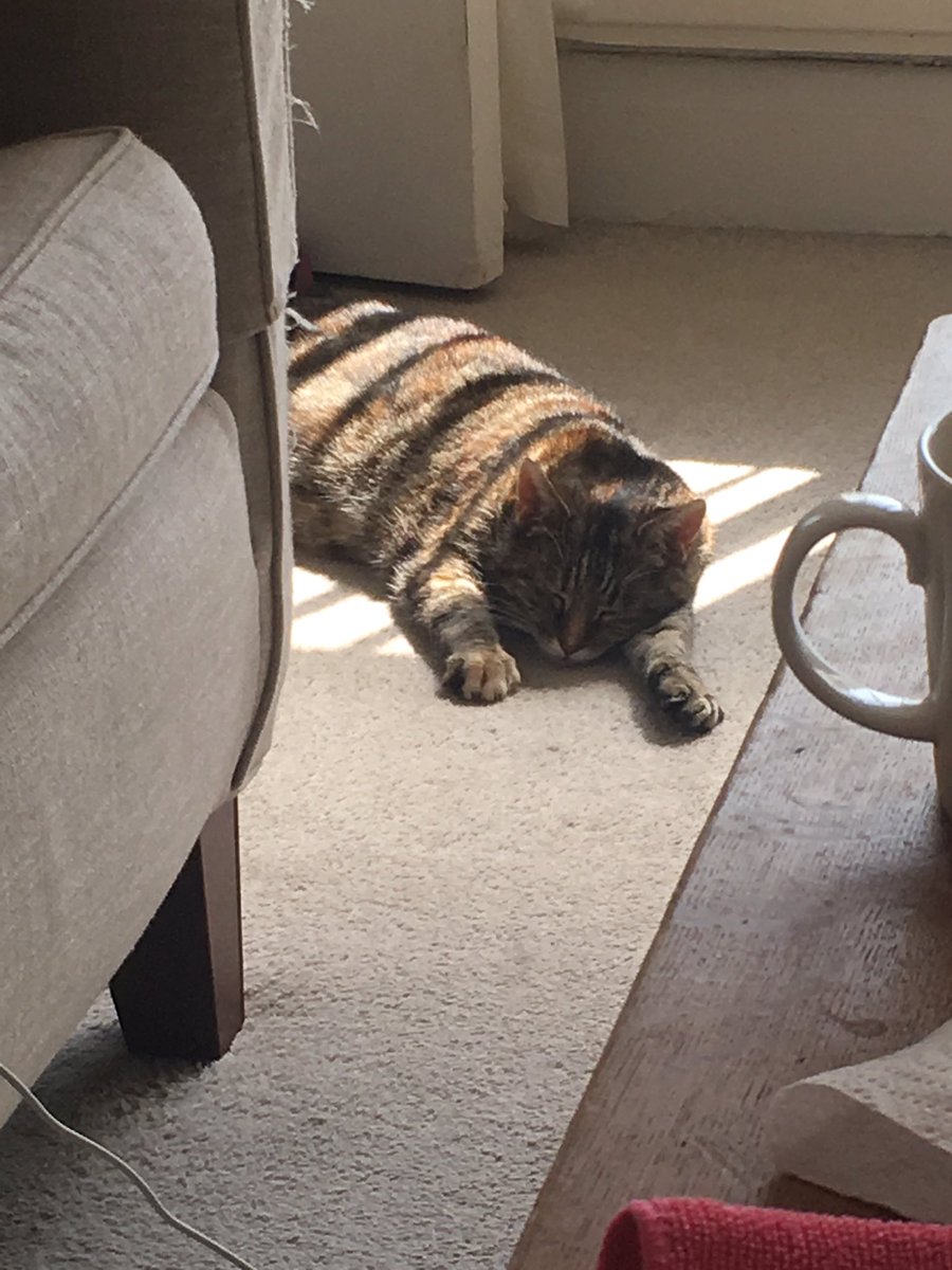 RedSquadOne's tweet image. She won’t come into the room fully yet, still hating on us for putting her in a cattery