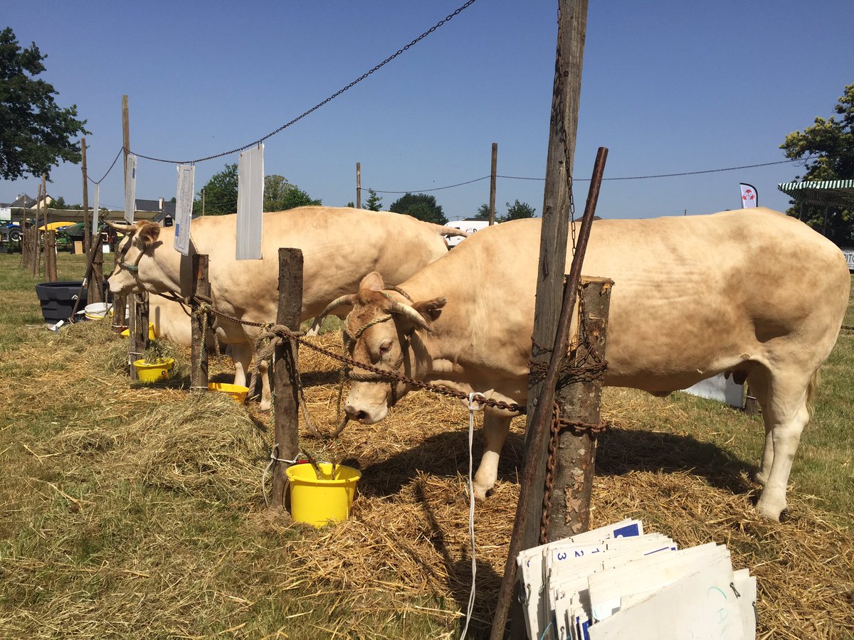 Agri_53's tweet photo. Le #comice du Pays de #Chailland c’est ce samedi à #Andouillé #RougeDesPrés #BlondeAquitaine #machinisme @ChambagriPdL https://t.co/bEZxuzMZ0A