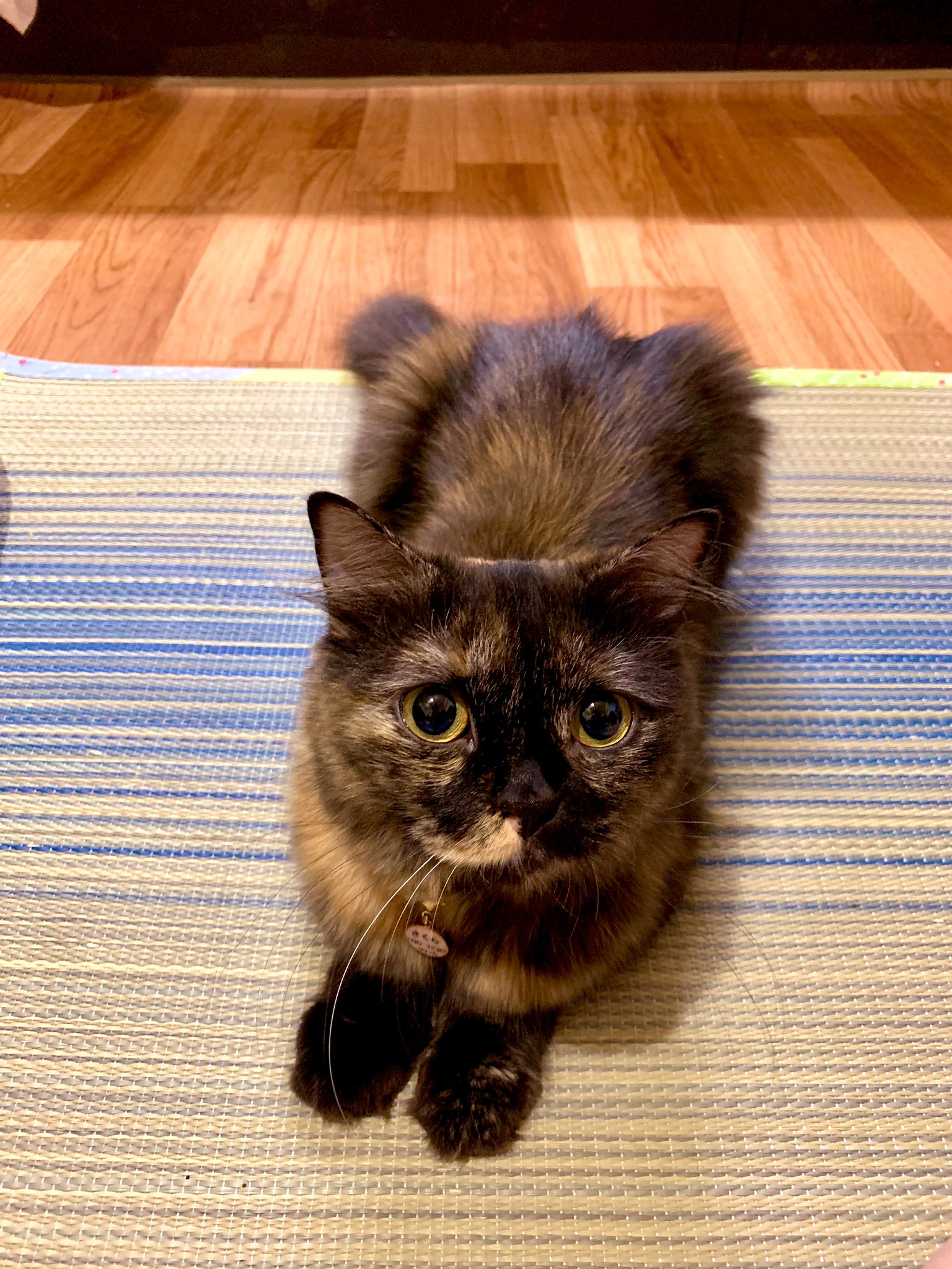 とっくん こと 寅次郎と さくらと あんず おめめがキレイだね さくら カメラ目線いただきました 猫好きさんと繋がりたい ドスコイ小町部屋 サビ猫の日 サビ猫 サビ柄 さび猫 さび柄 寅次郎とさくら トーティシェル マンチカン 猫モフー 猫 とっくん こと 寅次郎と さくらと あんず おめめがキレイだね さくら カメラ目線いただきました 猫好きさんと繋がりたい ドスコイ小町部屋 サビ猫の日 サビ猫 サビ柄 さび猫 さび柄 寅次郎とさくら トーティシェル マンチカン 猫モフー 猫