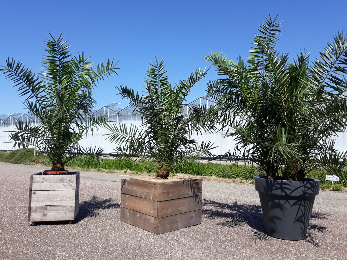 GrowingArt ~ plant verhuur tweet media
