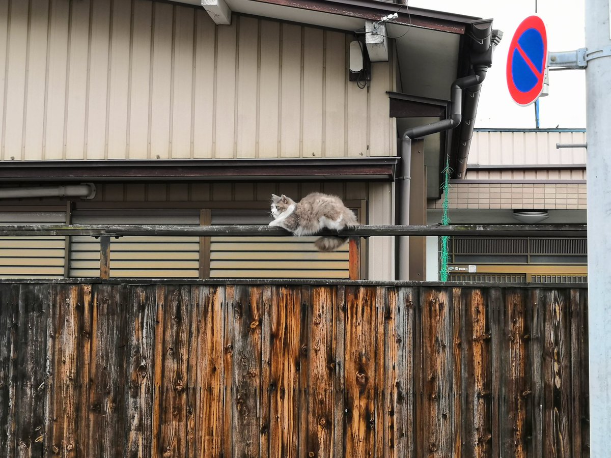 busaik's tweet photo. きょうのにゃんこ。ちょくちょく遭遇するペルシャ風猫。ふっさふさの毛並みと人に媚びない態度で気品を感じさせるが、オスの野良猫である。去勢させたい地元のネコサポーターの方のスキを見て、その家のエサ場で食事をするらしい。しかし最近流れてきた猫が常駐するようになり、睨み合う日々とか。 https://t.co/jiEnQaRDIj