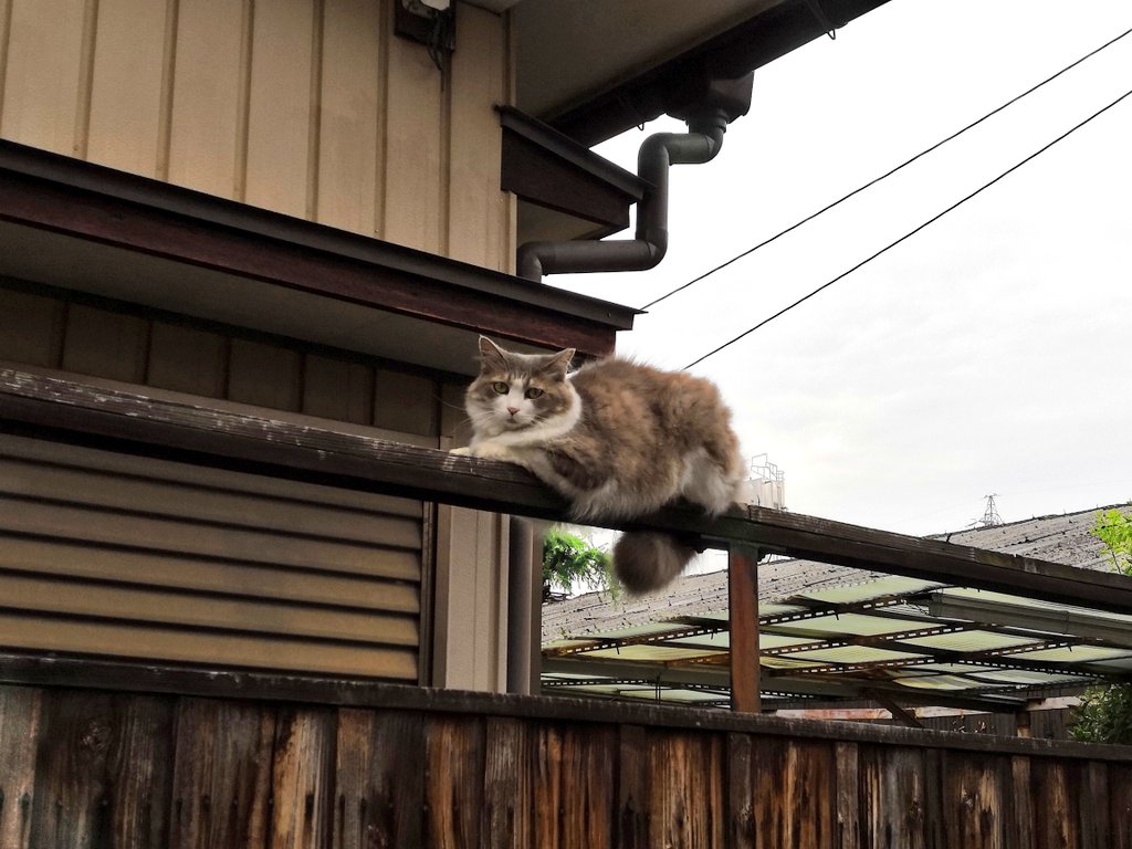 busaik's tweet photo. きょうのにゃんこ。ちょくちょく遭遇するペルシャ風猫。ふっさふさの毛並みと人に媚びない態度で気品を感じさせるが、オスの野良猫である。去勢させたい地元のネコサポーターの方のスキを見て、その家のエサ場で食事をするらしい。しかし最近流れてきた猫が常駐するようになり、睨み合う日々とか。 https://t.co/jiEnQaRDIj