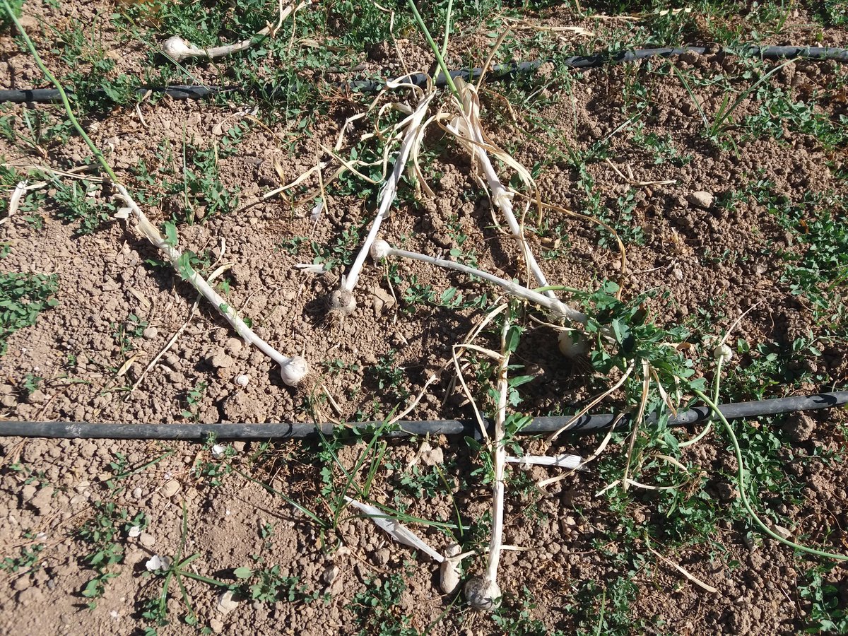 Ximo Roca tweet media