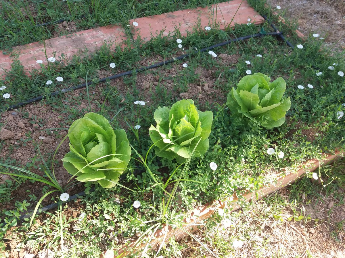 Ximo Roca tweet media