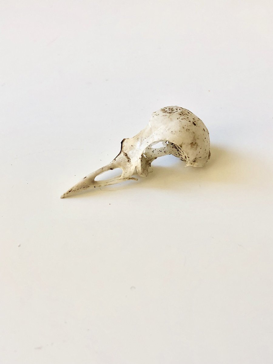 StephaJacobs's tweet image. Tuinvondst van de dag.