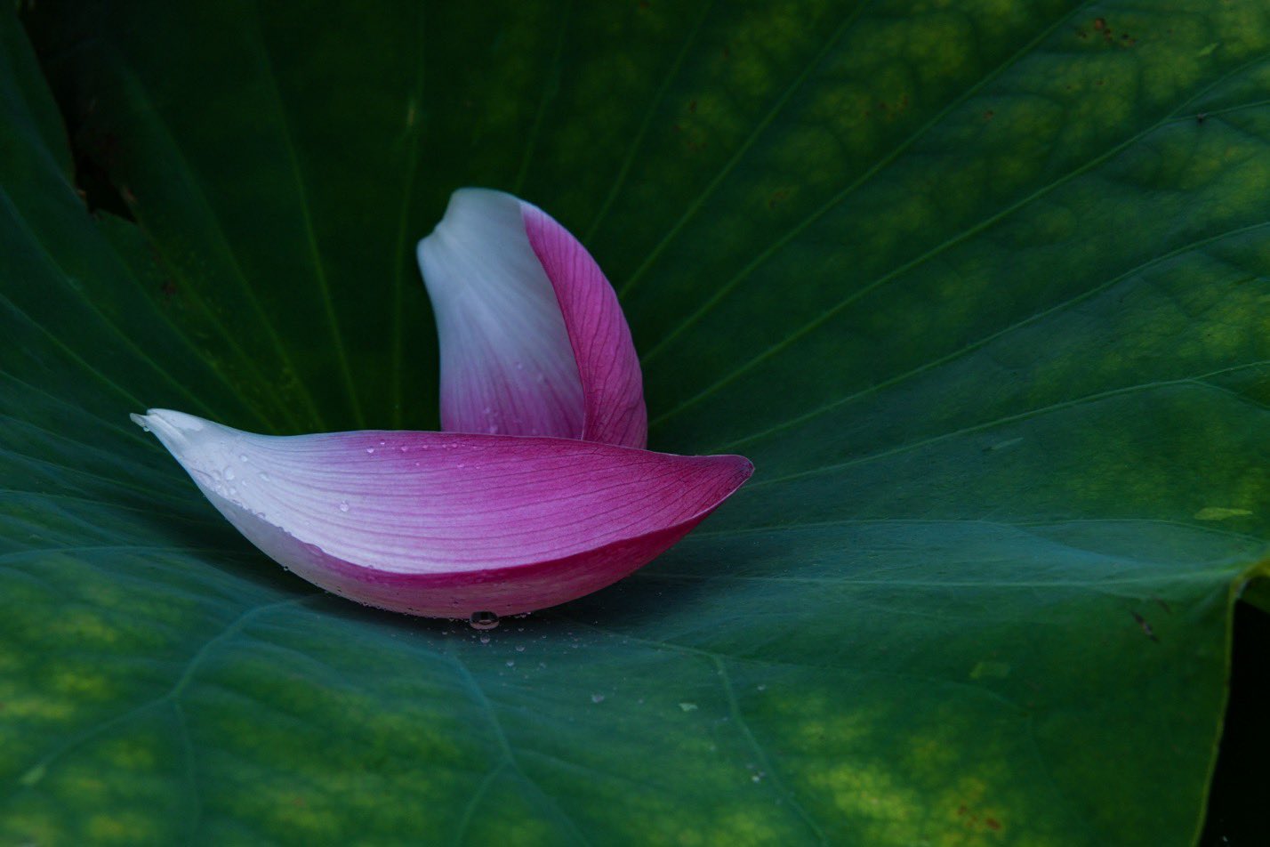 竹嶋美和 Ar Twitter 終わりなき花 咲き誇る花も迫力があり美しいが 落ちた花びらにもその迫力を残す花が 他にあるだろうか ハスの花 蓮 蓮の花びら 落ちた花びらも綺麗 Lotus Lotusflower ファインダー越しの私の世界ᅠ T Co Ljjukshq2d Twitter