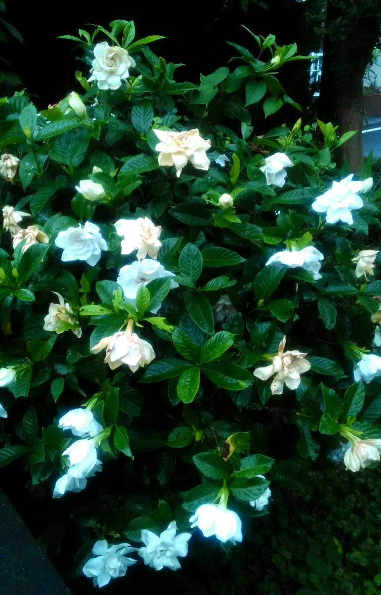 自宅庭のクチナシの花が満開。白くて香りが強い。 