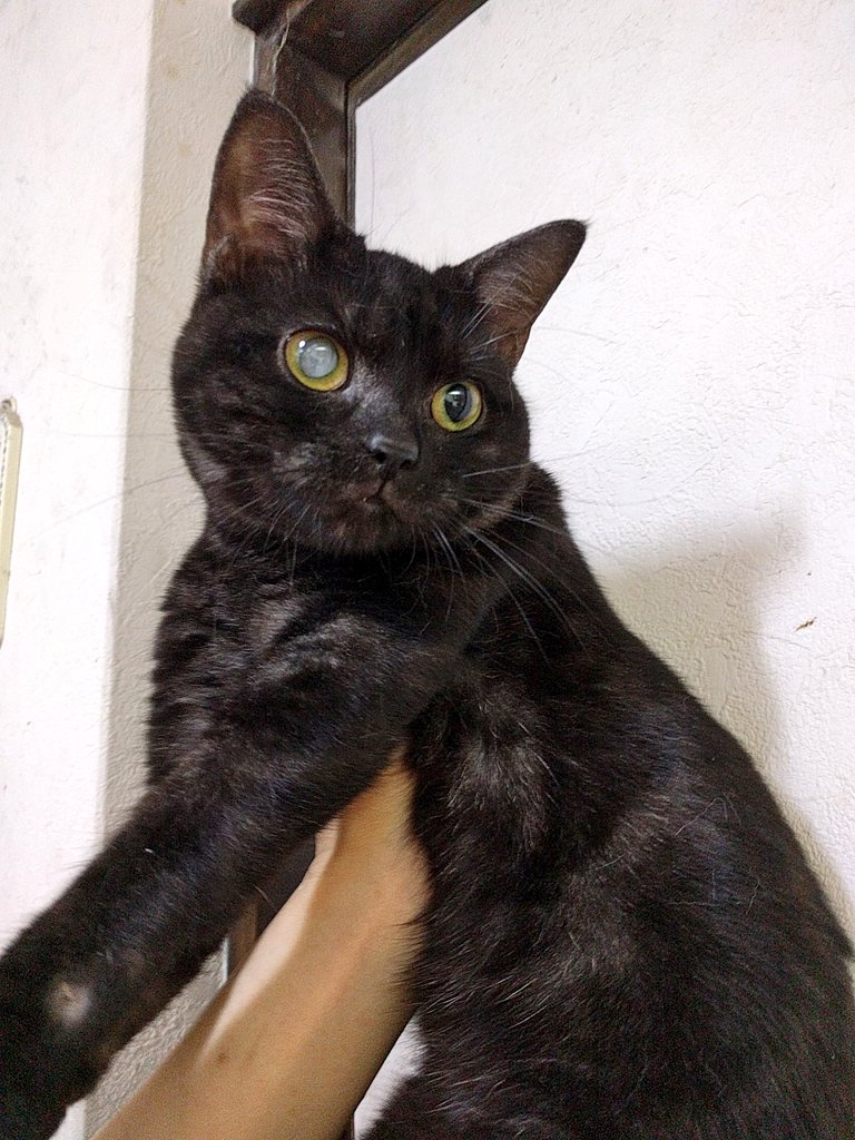 保護猫カフェ鶴橋店 ２階 元保護猫カフェマンチカン 里親募集 アメリカンショートヘア くろ 18 9 14生まれ まだまだ子どもニャン げんきで愛嬌たっぷりの くろちゃん 真っ黒な体ですが よ く見ると 綺麗な模様があるんです 面会お待ち