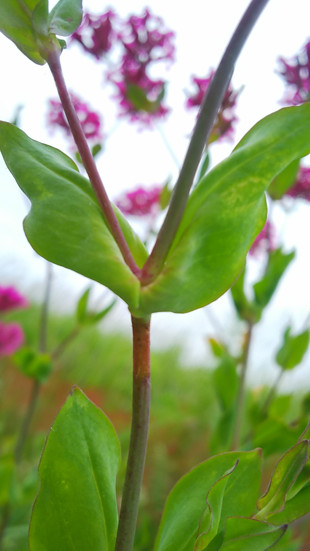 تويتر Ikkan على تويتر ムシトリナデシコ 虫取撫子 茎の赤い部分がベタベタしており虫がくっ付くのが名前 の由来とのことだが食虫植物ではない 触ると確かにベタベタするけど虫が付いてる花はなかった T Co Kk9ry8fnsy