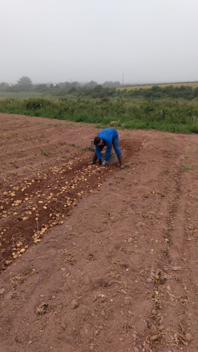 Picking the #spudrun prizes ⁦<a href="/howies/">howies®</a>⁩
