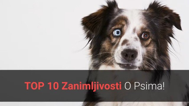 KucniLjubimciTV's tweet photo. 🐕 #Zanimljivosti O #Psima - #Top 10 Nevjerojatnih Zanimljivosti O Psima!
https://t.co/rnwh9FMFgt
#ZanimljivostiOPsima #Top10ZanimljivostiOPsima #OPsima #Top10 #top10factsaboutdogs #dogs #zanimljivo #činjenice #balkan #hrvatska #životinje #kućniLjubimci #KucniLjubimciTV https://t.co/03s2GmAp5K