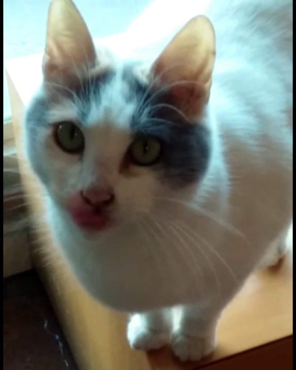 MasterIndigoCat's tweet photo. Hola amigos, ayúdenme a difundir porfis. Esta es mi gata y ayer se perdió, por el Alto Avellaneda. Ella nunca sale y si lo hace se queda esperando a que le abramos, nunca se va, lo que me hace dudar si se la llevo alguien. Si alguien sabe algo avíseme porfa porque la quiero mucho https://t.co/PiLcuq4LPj