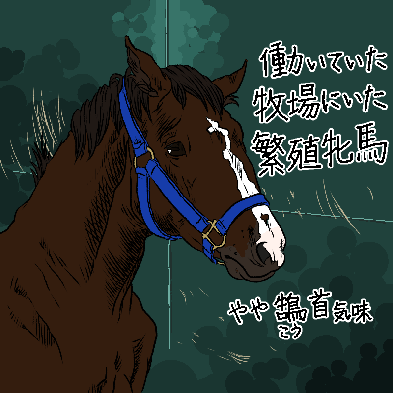 牧場にいた繁殖牝馬の話です。
この馬は人に対してもすごく大人しい馬でしたが、馬同士でも弱くて大人しい馬でした。
意外と人に対して大人しい馬は放牧地ではブイブイ言わせていたりするのですが(笑)、この馬は集牧の時も隅っこの方で順番が来るのをジッと待っていました。
#馬 #牧場 