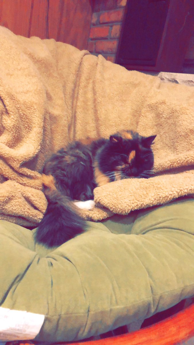 aesutton12's tweet photo. This is my cat Bug. I am OBSESSED. You have been warned https://t.co/GUcU0veRi3