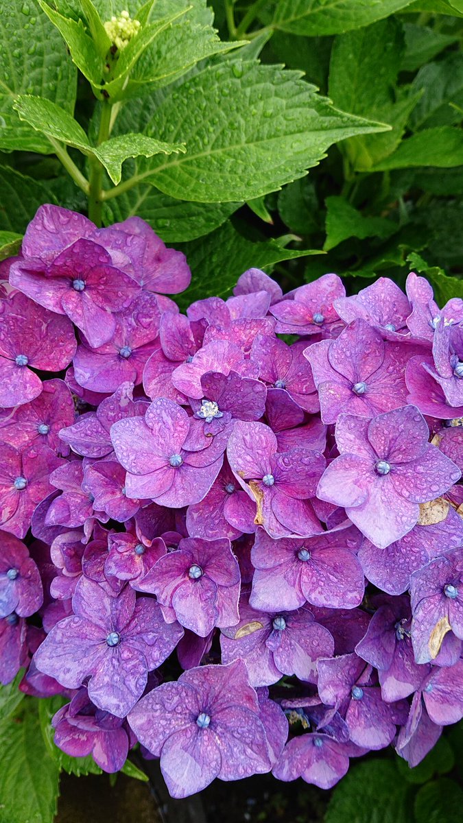 梅雨嫌いじゃない