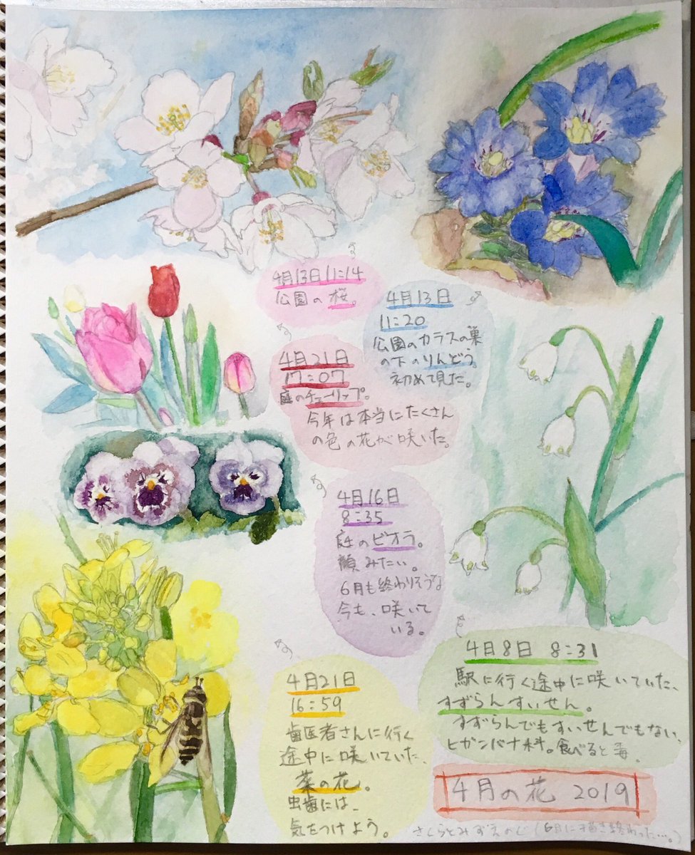 Uzivatel さくらとみずえのぐ Na Twitteru 6月も終わりですが 4月の花 を描きました 本当はもっといっぱい描きたい花あったのですが 厳選しました 絵日記 桜 りんどう チューリップ ビオラ すずらんすいせん 菜の花 4月 花 草花 植物 4月の植物