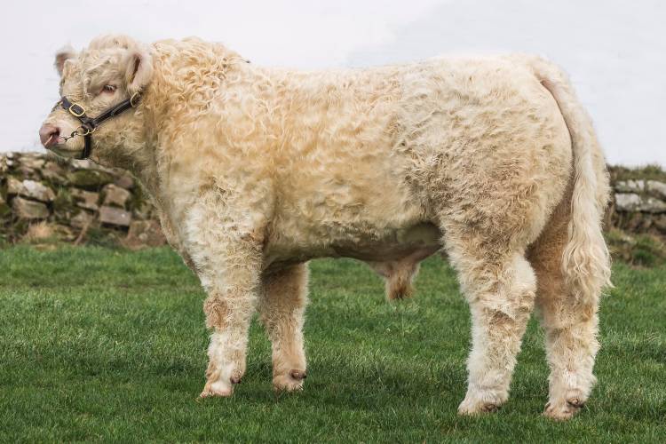 sellmylivestock's tweet image. ⭐ Clenagh Lyle ET ⭐

Superb carcass shape, weight gain and natural fleshing. Domino son off a an exceptional Pirate cow Clenagh Tranquil.

Straws available ⬇️
sellmylivestock.co.uk/view/product/D…