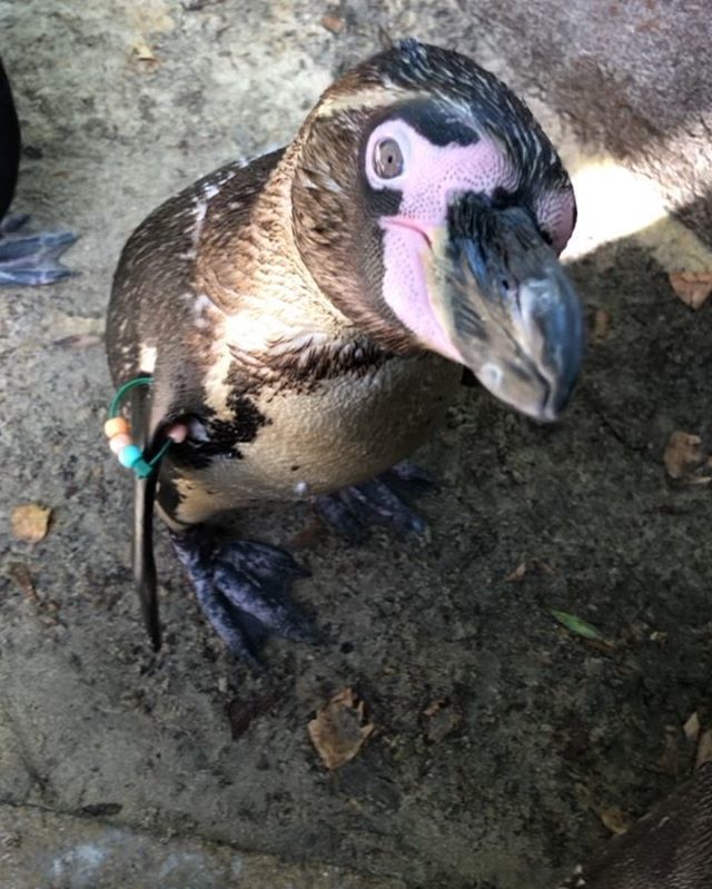 MrsGiFletcher's tweet photo. I think they know I played a penguin at drama school and that I’m a penguin author! #zoolife @zsllondonzoo #hendofun https://t.co/a5HibWiQWB https://t.co/tnXeczivTg