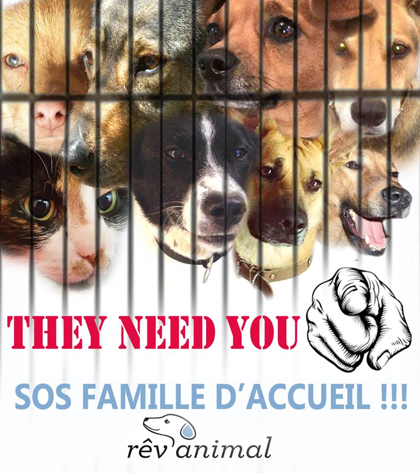 revanimal1's tweet photo. 🆘 🐶 SOS Familles d’Accueil 🆘 🐶
Ile de France ou dans les départements 60, 45, 02, 28, 27

Il n’est pas question pour nous d’abandonner nos protégés. 
Plusieurs d’entre eux vont avoir besoin de familles d'accueil relais pour de courtes durées
https://t.co/5VnM0be79W https://t.co/NoumXfZtHS