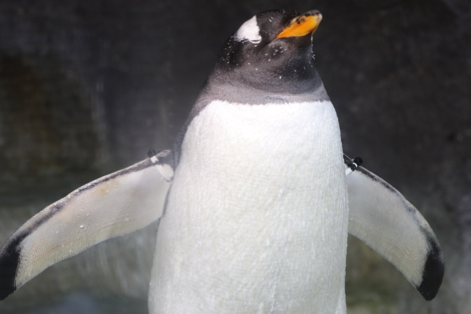 野宮 暫く休みます 昔 ピングー って粘土アニメがあったんですが ピングーのモデルになったのがジェンツーペンギンです ピングーに出てたアシカのロビーってピングーの親友が居たんですが ピングーに魚取られたり 置いてけぼり食らっ