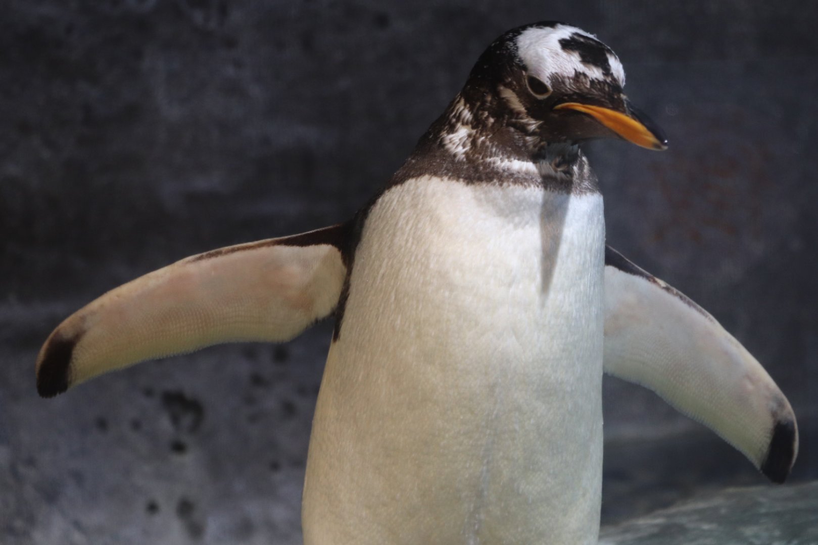 野宮 暫く休みます 昔 ピングー って粘土アニメがあったんですが ピングーのモデルになったのがジェンツーペンギンです ピングーに出てたアシカのロビーってピングーの親友が居たんですが ピングーに魚取られたり 置いてけぼり食らっ