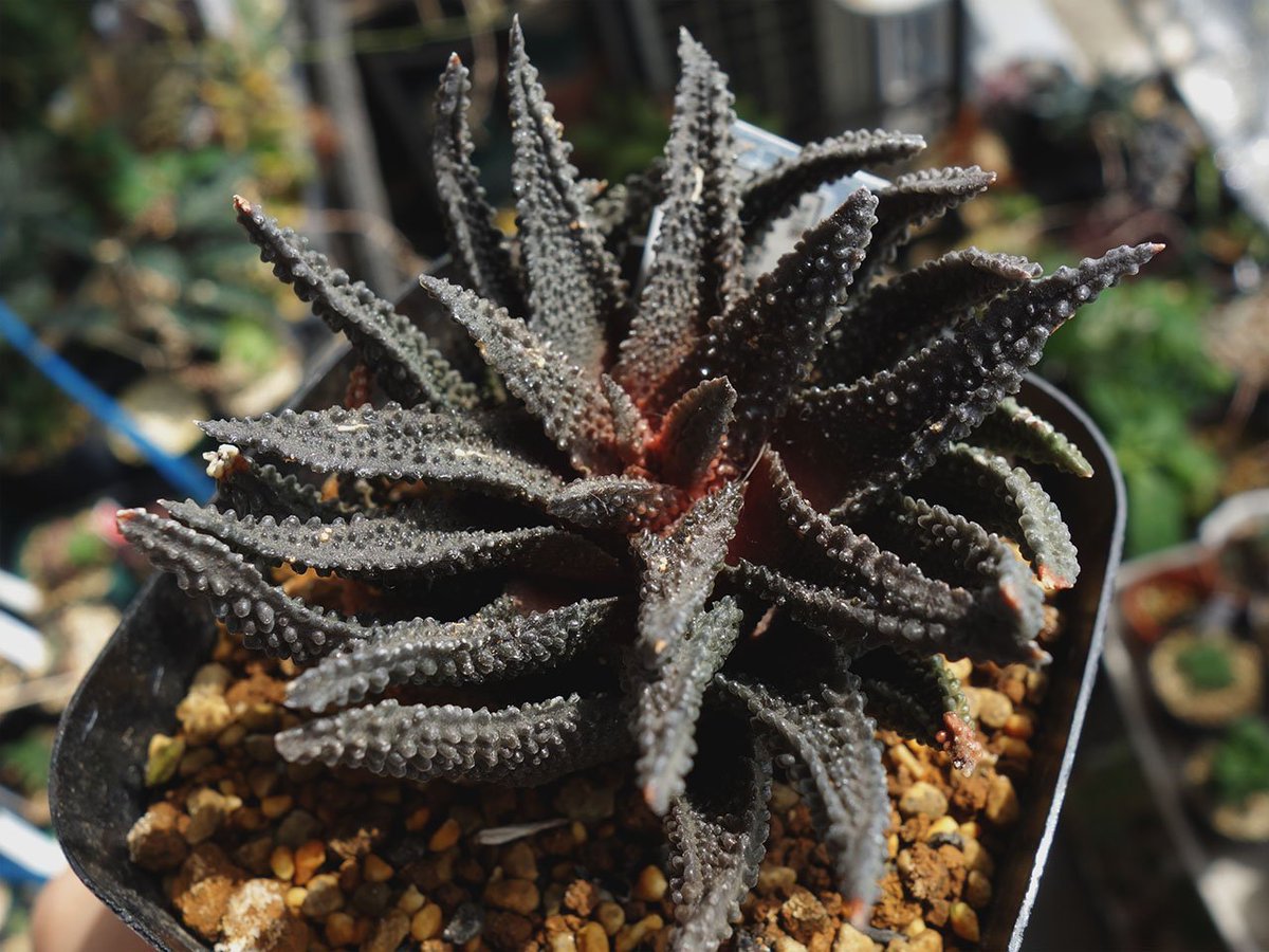 sohka77's tweet photo. 渋い！ゴツイ！
#ハオルチア #Haworthia #scabra https://t.co/k82UvY1q73